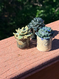 Ceramic Succulent Set of Three